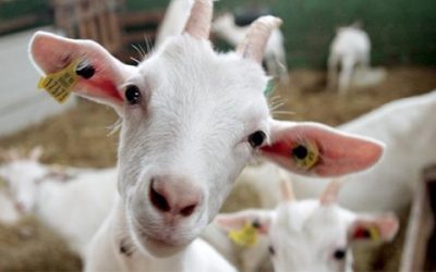 Paraíba se destaca na produção nacional de leite de cabra