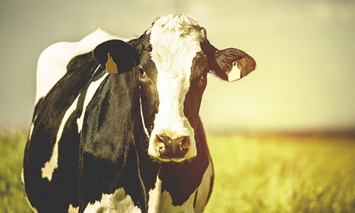 A importância do controle do estresse térmico para as vacas leiteiras na fazenda