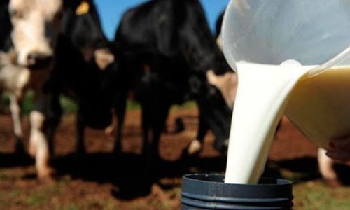 Ministério da Agricultura fixa novas regras para a produção de leite
