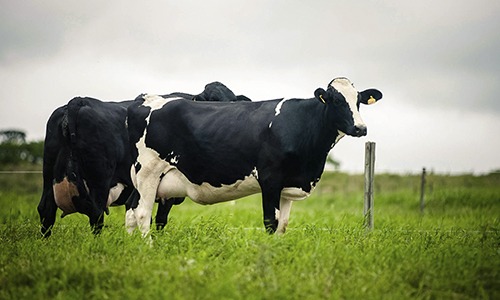 A produção e o mercado de leite orgânico no Brasil