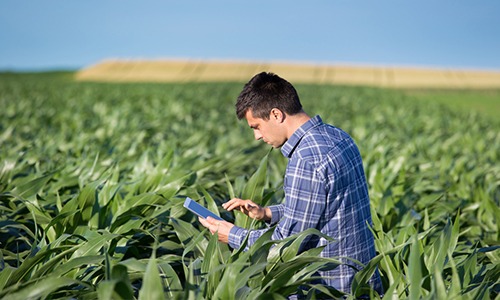 Como o agronegócio está sendo transformado pela tecnologia Como o agronegócio está sendo transformado pela tecnologia