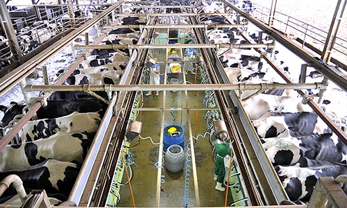 O código NCM aplicado na indústria do leite