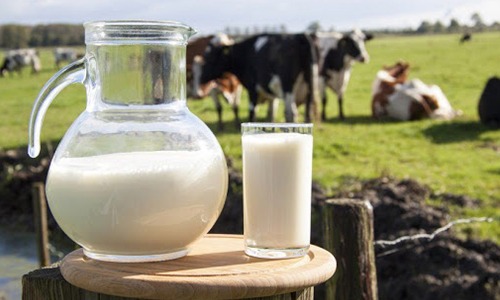 Preços do leite podem ter queda de 15 a 25% em meio a pandemia de coronavírus (COVID-19)
