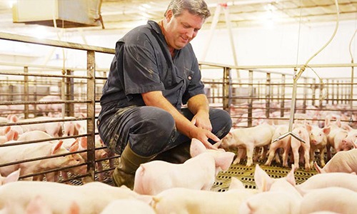 Gestão da qualidade no agronegócio: quais ferramentas usar?