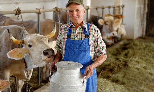 Quais soluções a indústria de laticínios do EUA está propondo para contornar a crise?