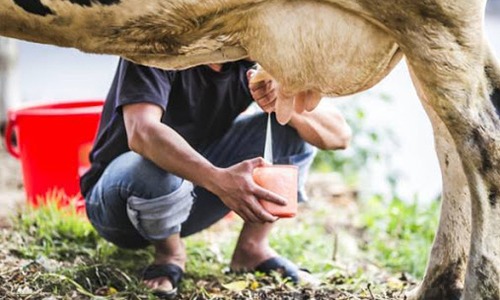 Conseleite explica metodologia e porque preços projetados podem não refletir valor pago ao produtor