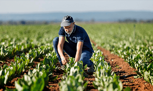 Plano Safra é lançado com foco nos pequenos e médios agricultores