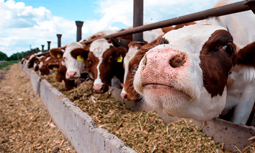 O que é RMCA e como ela pode te ajudar?