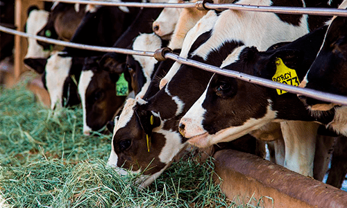 Embrapa-cria-tecnologia-capaz-de-reduzir-custos-com-alimentação-de-animais