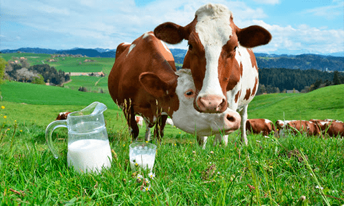 Leite: entressafra eleva preços pagos ao produtor