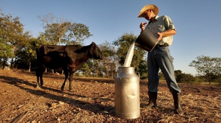 Projeto Leite Seguro promove eventos on-line para ampliar contato com produtor