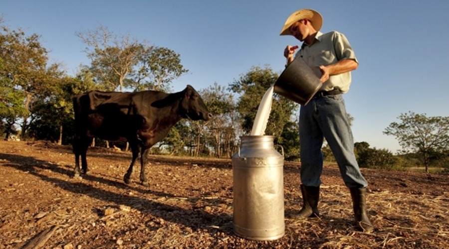 Projeto Leite Seguro promove eventos on-line para ampliar contato com produtor