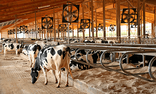 Cooperativa de laticínios testa combustível para veículos produzido com dejetos de vacas leiteiras