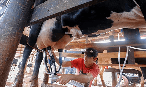 Cepea: preço do leite ao produtor bate novo recorde e chega a R$2,13