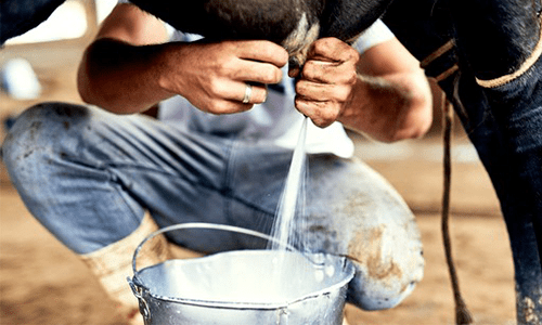 O que esperar do mercado de leite em 2021?