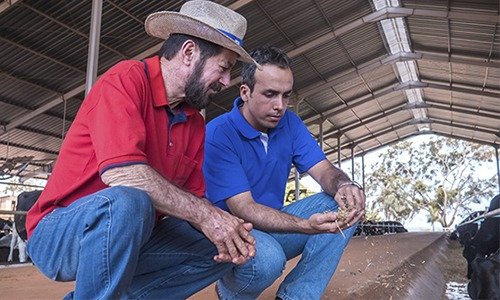 Preço do leite pago em janeiro tem queda de na Média Brasil