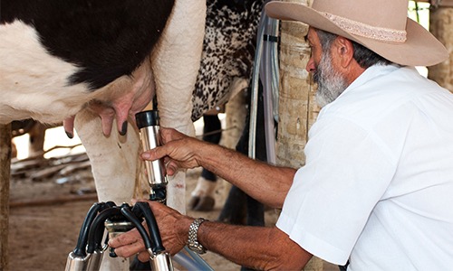 Setor de leite pede à ministra suspensão imediata das importações do Mercosul
