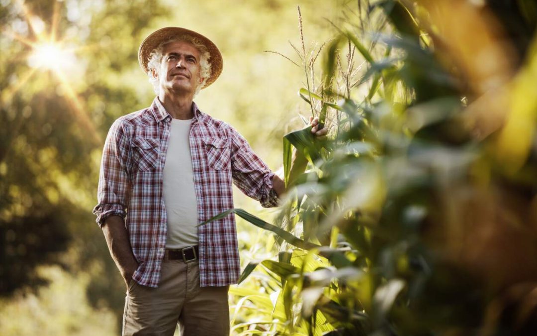 Agroindústrias: cooperativas brasileiras encontram na industrialização estratégia