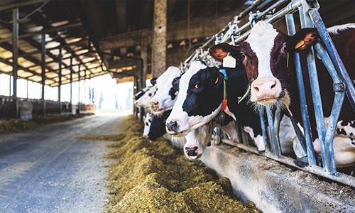 Custo da pecuária leiteira subiu quase 12% no 1º semestre de 2021