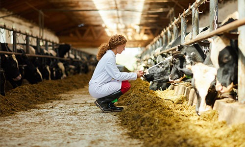 Mapa divulga novo guia para projetos do Mais Leite Saudável