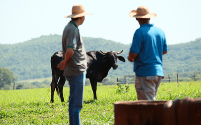 Preço ao produtor tem queda real de 5% no ano