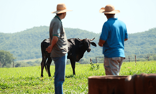 Preço ao produtor tem queda real de 5% no ano