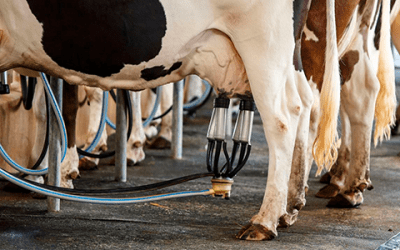 CILeite: boletim de preços do leite maio 2024