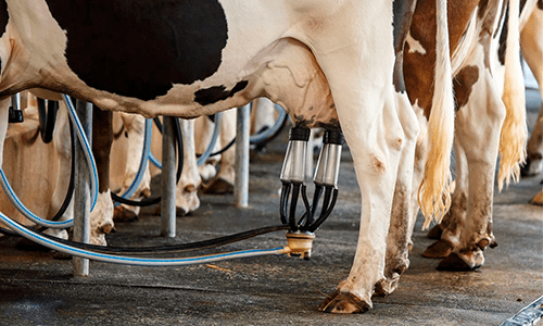 CILeite: boletim de preços do leite maio 2024