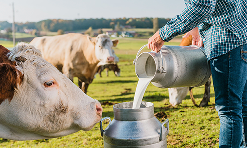 Preço dos lácteos se estabilizam após forte queda 4