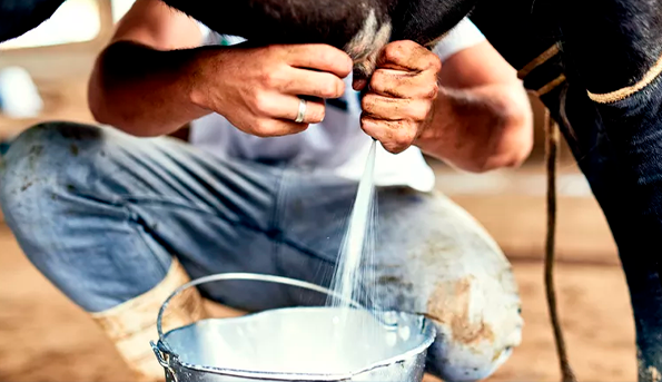 Entenda porque você deve automatizar os processos do seu laticínio