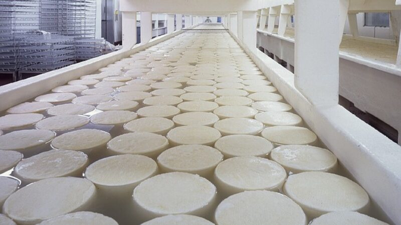 produção de queijo em laticínio industrial controle de rendimento